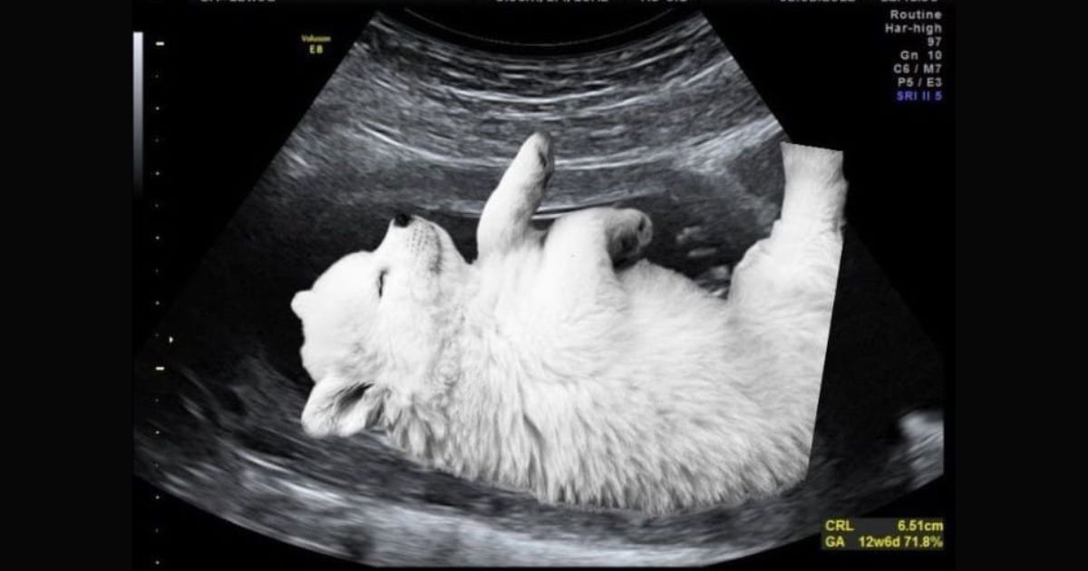 La nueva era de la estupidez colectiva: los “hijiperros” y los “hijigatos”