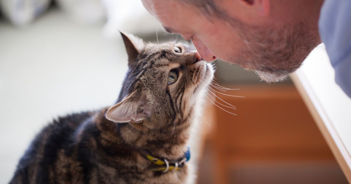 Así es como los gatos reconocen a los humanos y saben quién es su dueño