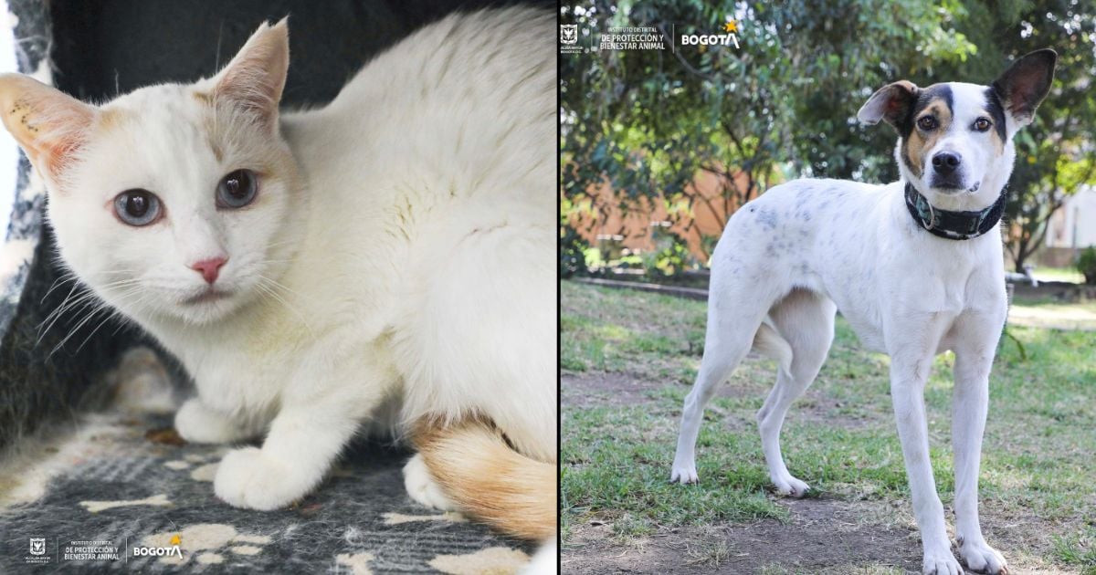 ¿Quiere tener una mascota gratis? Estos son los requisitos para adoptar perros y gatos en Bogotá
