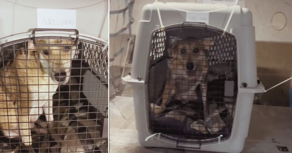 Así viajan sus mascotas en las bodegas de los aviones ¿es crueldad?