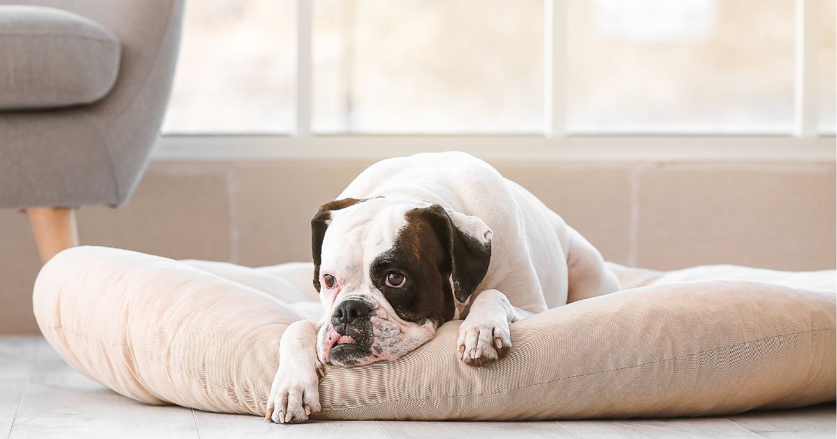 Estas son las 5 cosas que debe tener si quiere un perro de mascota