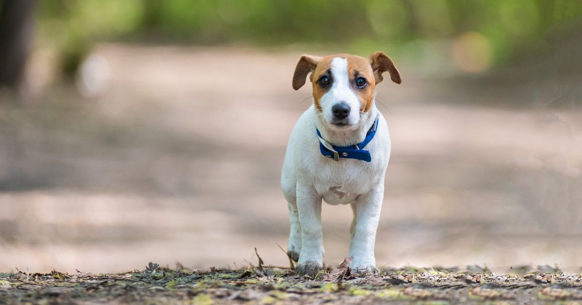 ¿Qué debe hacer si su perro se pierde y cómo puede hacer que regrese a casa?