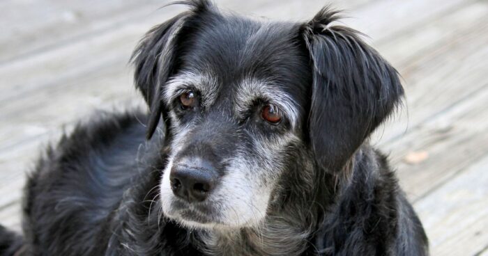 ¿Sus perros están envejeciendo? estas son las cinco señales que le avisan - -- Las2orillas perros