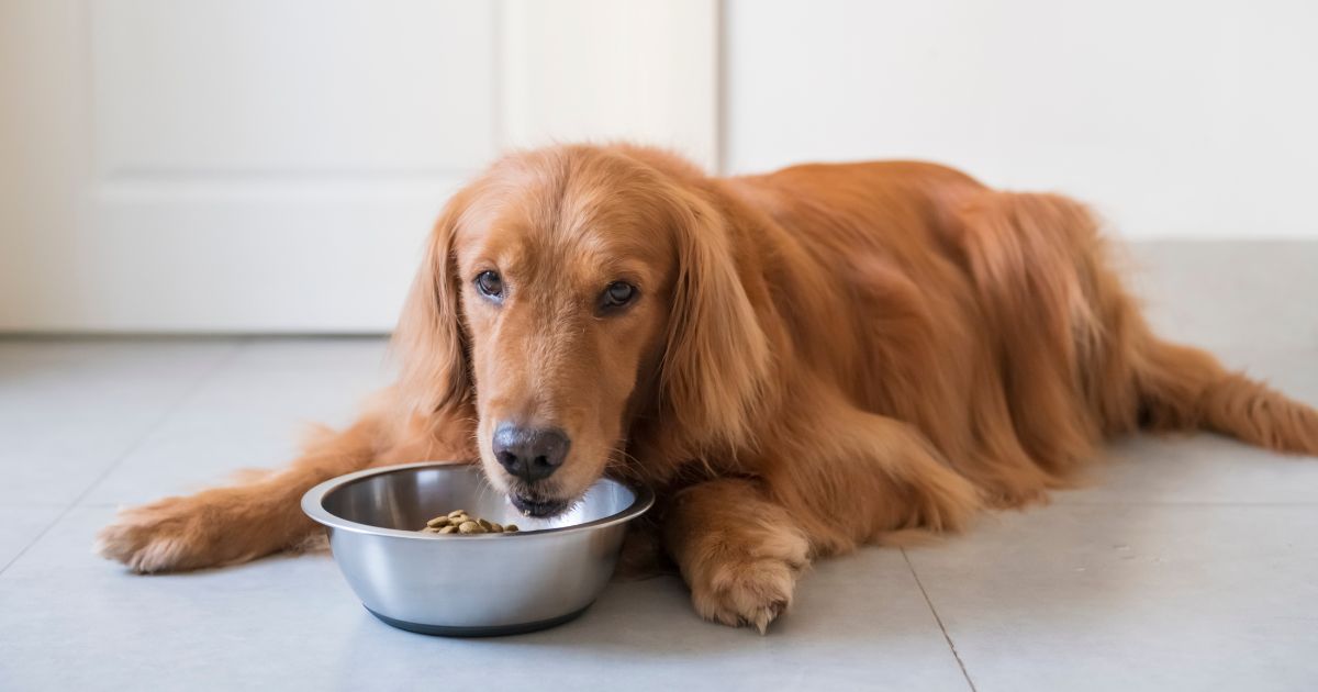 Estas son las croquetas buenas y asequibles para perros que pocos conocen