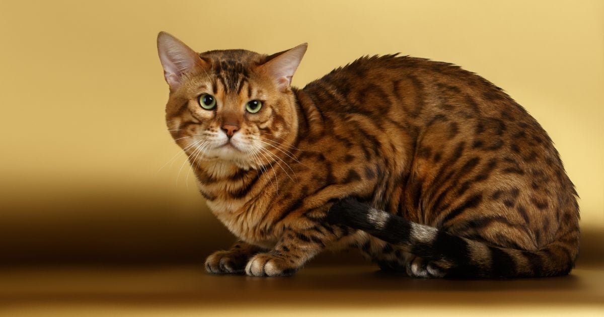 Las tres razas de gato que no debe tener en casa según un veterinario