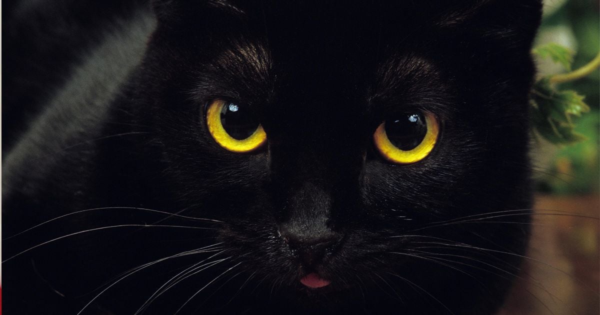 Las razas de gato más ariscas; son amargados hasta con sus dueños