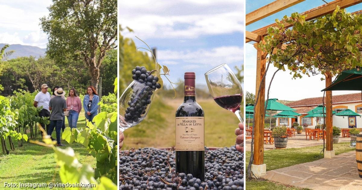Cómo visitar un viñedo y probar sus mejores vinos a las afueras de Bogotá por 80 mil pesos