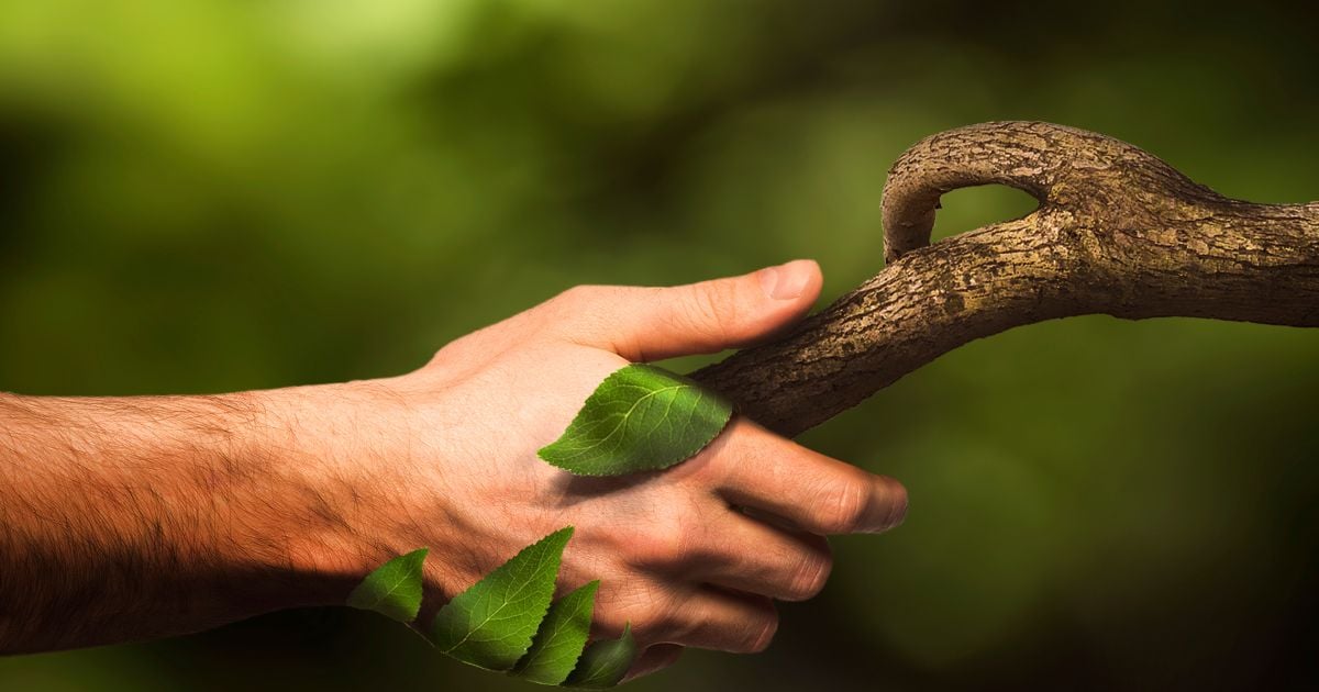 El vínculo sagrado: naturaleza y prosperidad