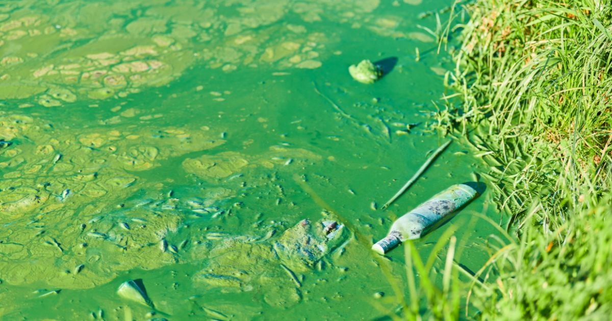 Camino a la COP16: ¿Quiénes son, dónde está y que hace el movimiento socioambiental colombiano?