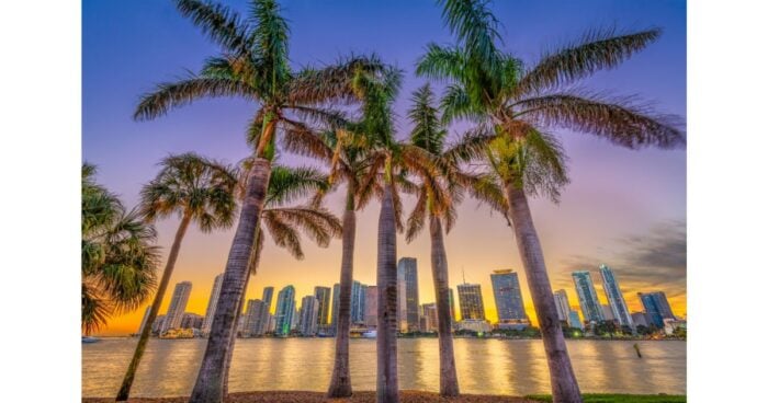  - Palmeras de Miami: cultivadas y vendidas por un colombiano