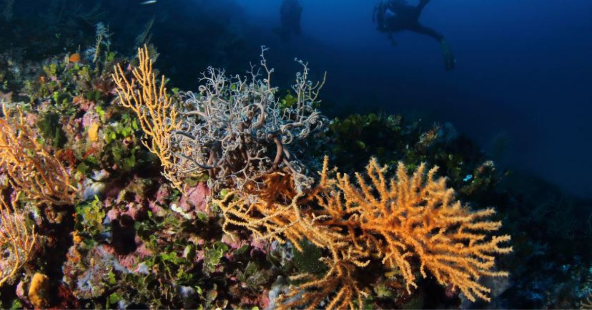 Tribunal Superior de Bogotá suspende Licencia a Base Militar en Gorgona 