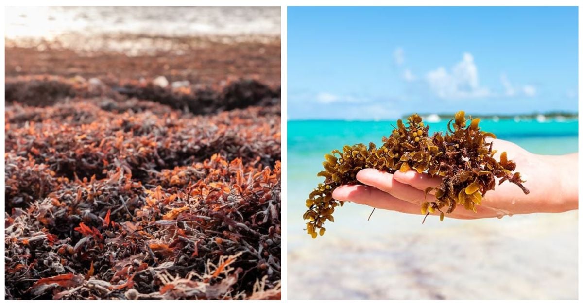 El sargazo: esta es la verdadera amenaza para el Caribe colombiano