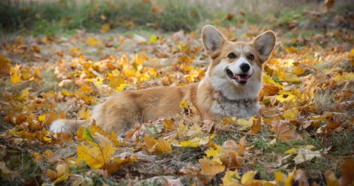 corgi