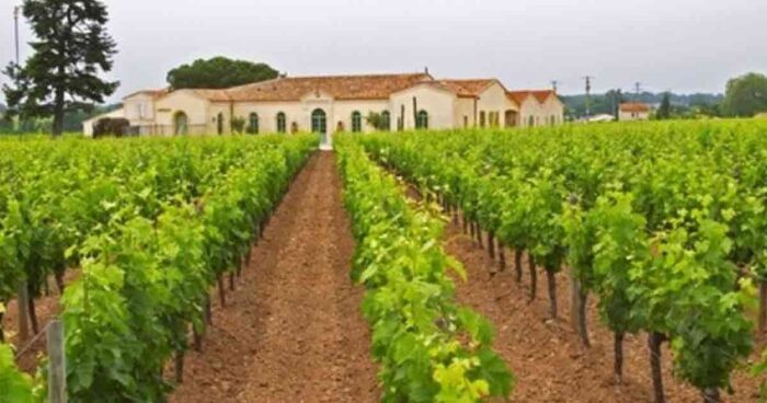  - Cócteles y tés saludables, el negocio al que le apostaron los Santo Domingo en EE. UU.