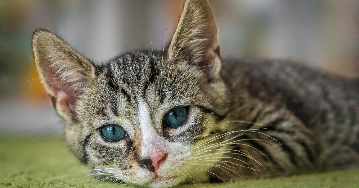 Estrés: el principal causante de los problemas de la salud física en las mascotas