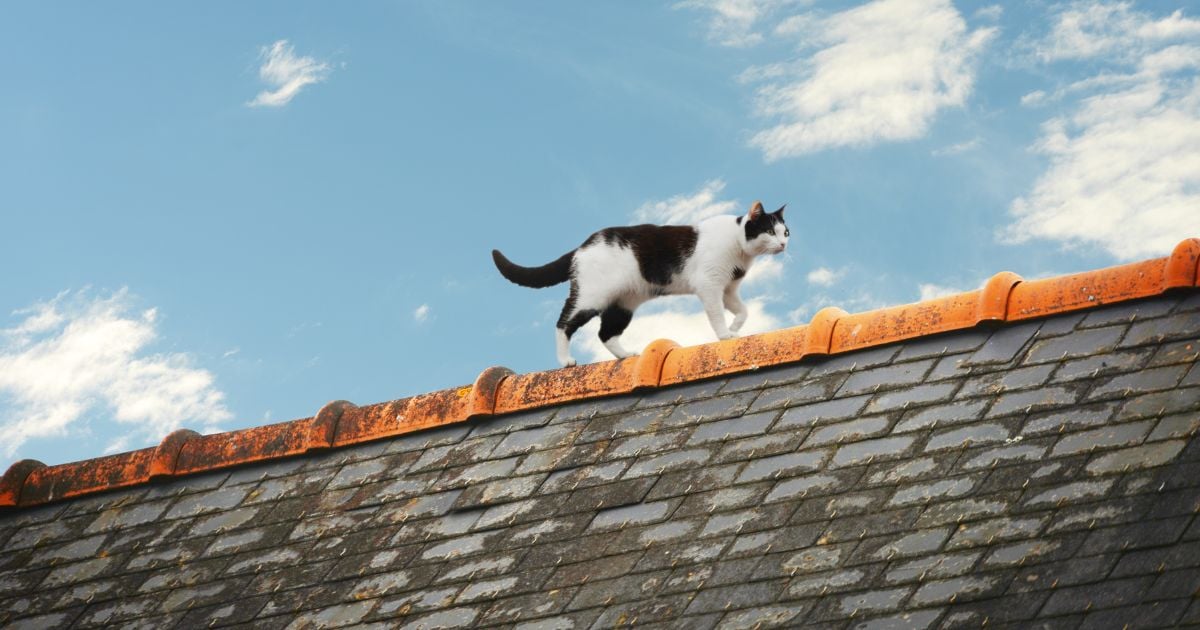 Así podrá mantener a los gatos fuera de su tejado para que lo dejen dormir