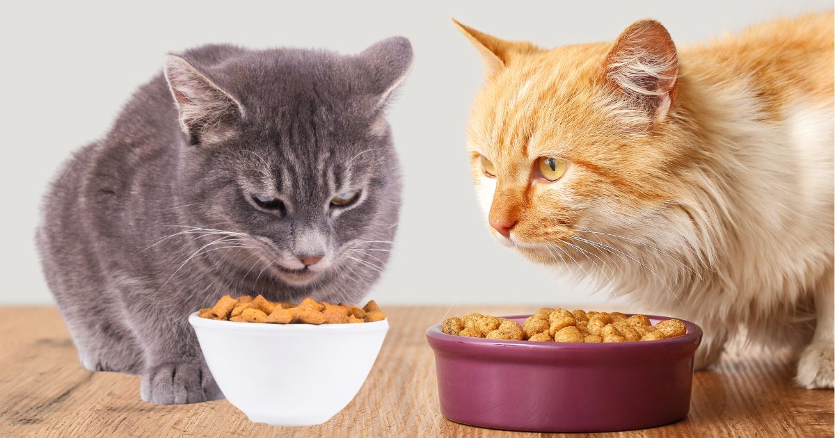 Estos son los 4 trucos para abrirle el apetito a un gato que no quiere comer