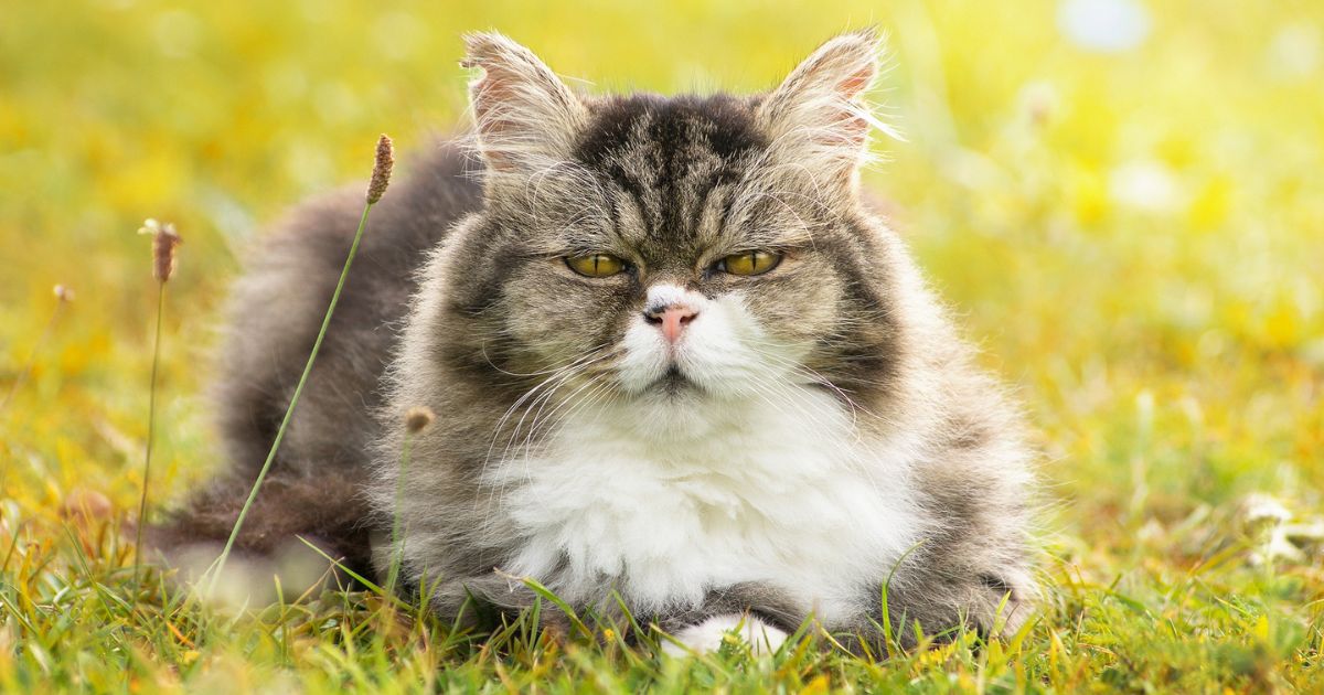 Esta es la edad en la que ya puede considerar viejo a su gato ¿Cómo debe cuidarlo?