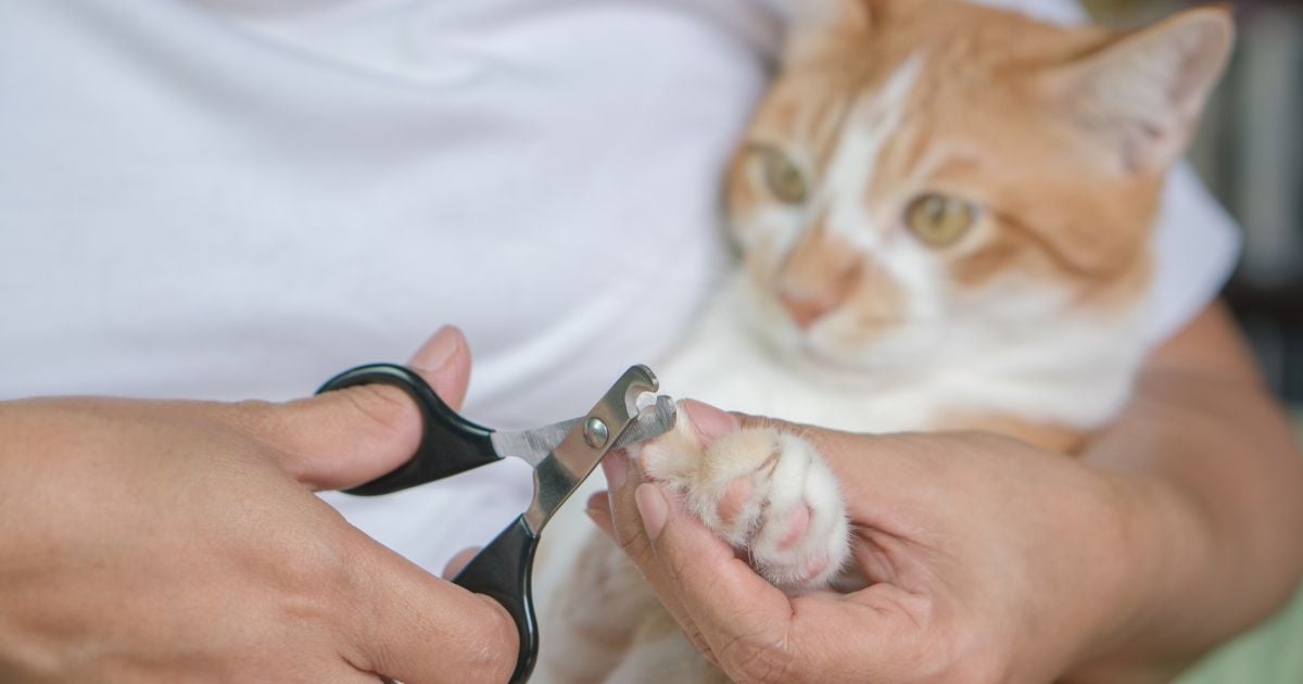 Así debe cortarle las uñas a sus gatos; es fácil y no los va a lastimar