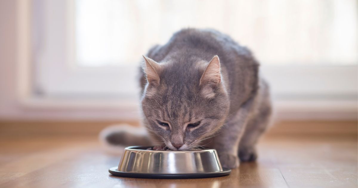 Esta es la razón por la que a sus gatos les gusta que los vean comer