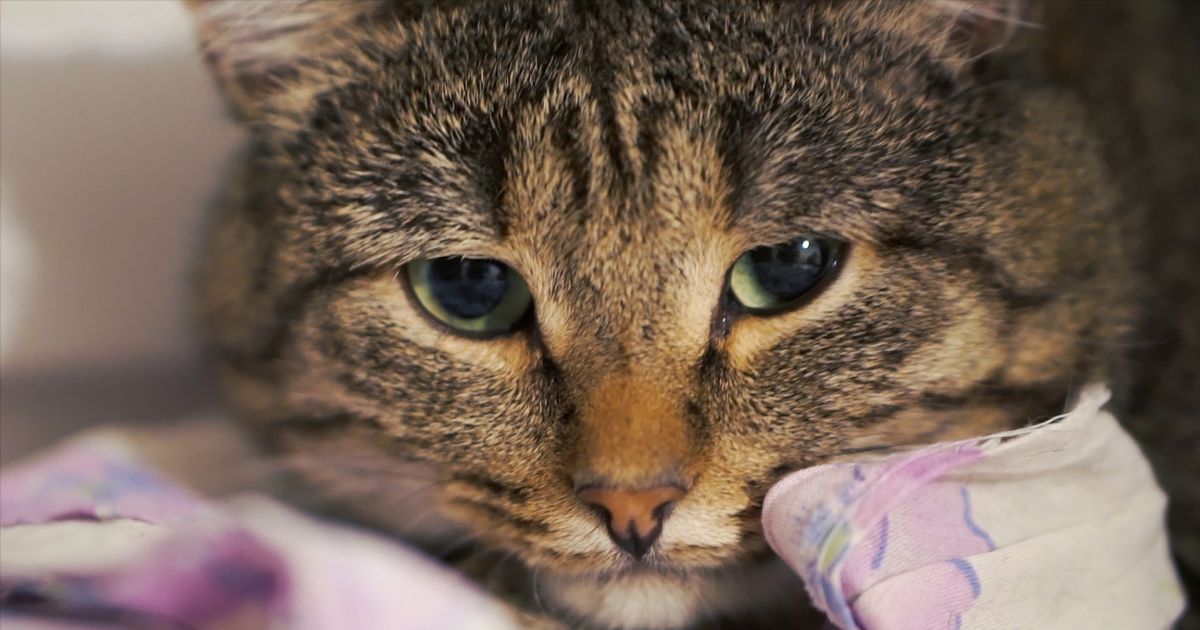 Sus gatos pueden sentir ansiedad y estas son las claves para detectarlo