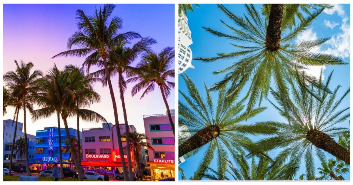Las palmeras de Miami que son cultivadas (y vendidas) por un colombiano