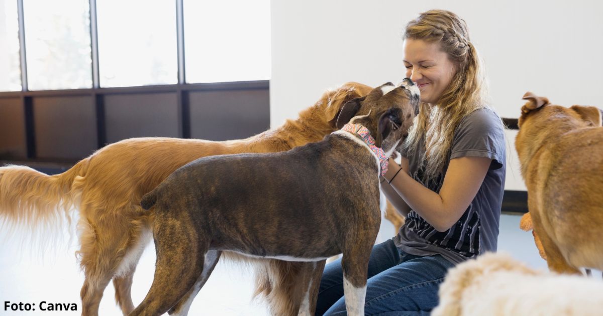 Esta es la razón por la que los perros se acercan solo a ciertas personas y a otras las rechazan