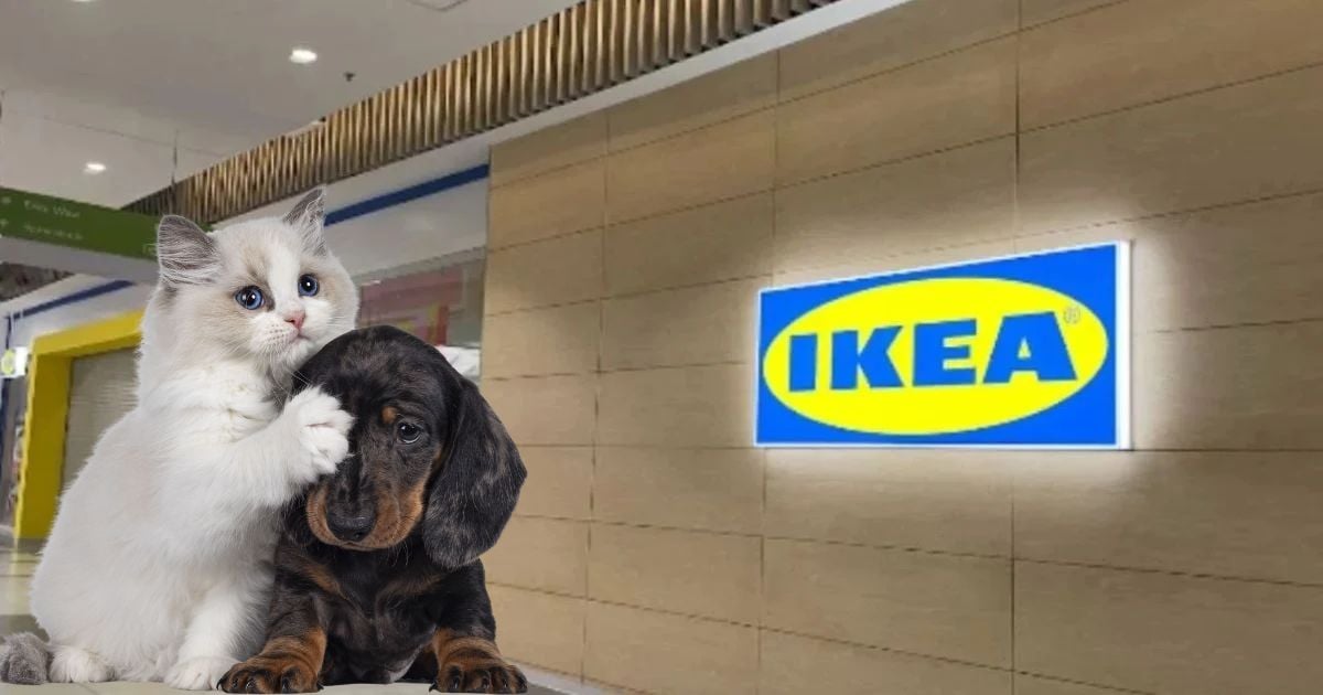 Los mejores productos de Ikea para perros y gatos que son buenos y baratos