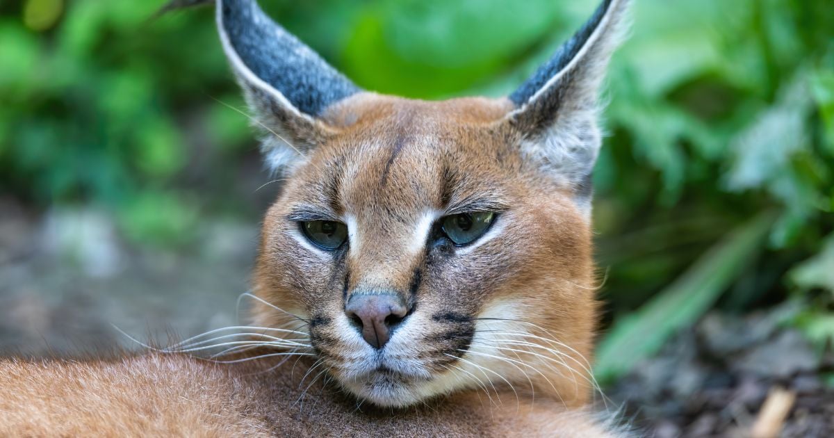Conozca las razas de gato que están prohibidas alrededor del mundo; atractivos pero salvajes