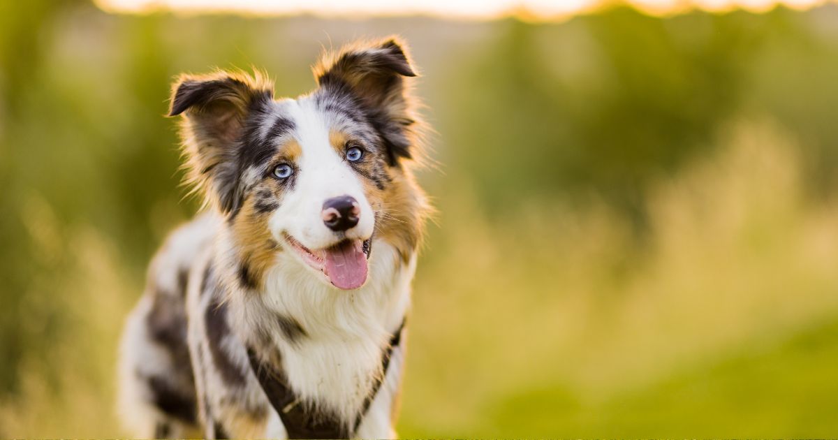 Conozca el truco para mantener a sus perros limpios y oliendo rico