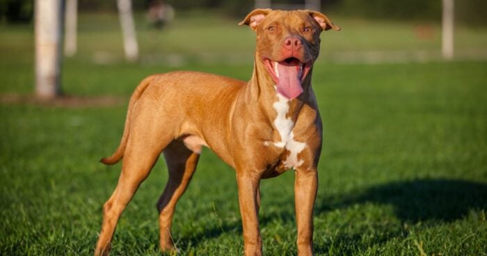 razas de perro Pit bull terrier 