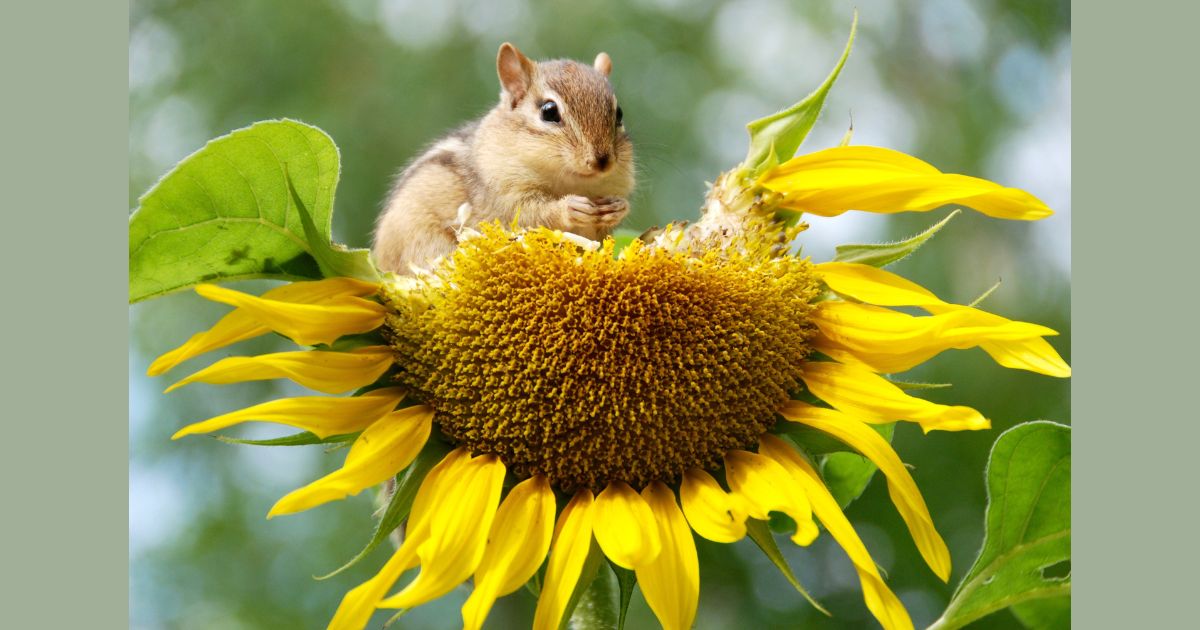 ¿De qué biodiversidad estamos hablando?