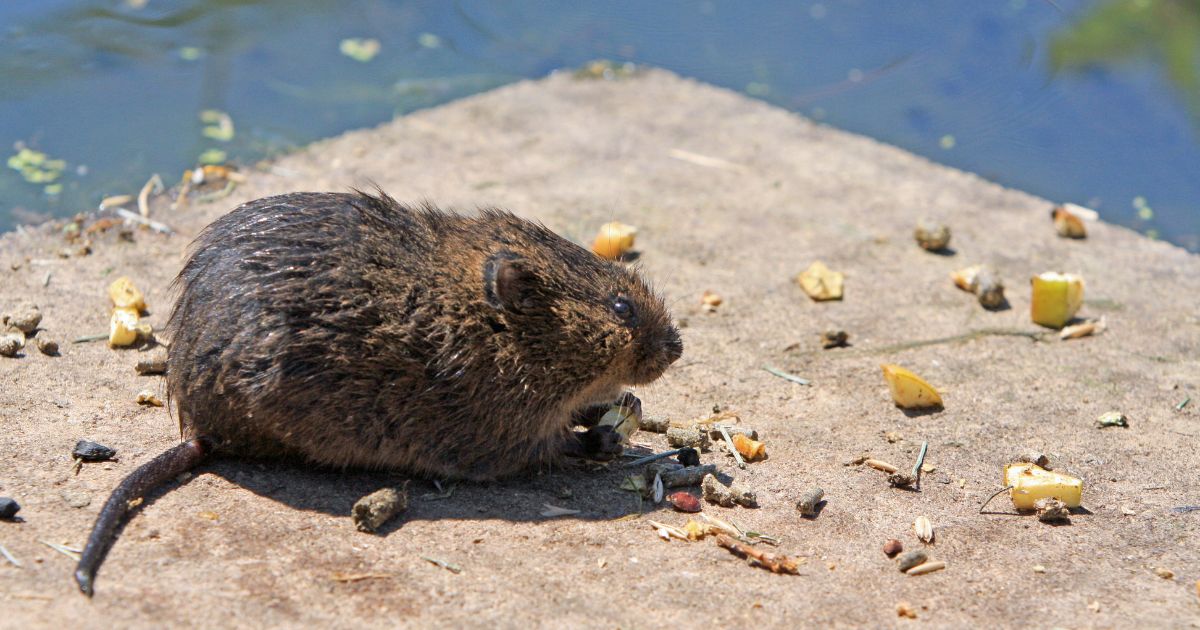 Petro: ¿proceso constituyente en medio de un nido de ratas?