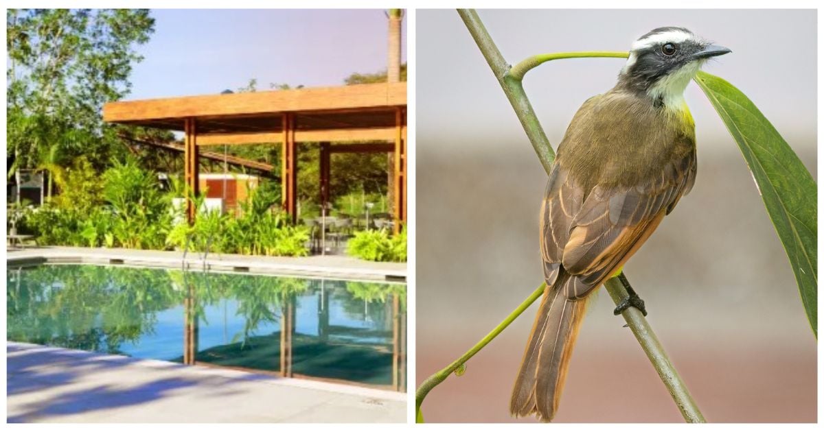 El hotel de Colsubsidio elegido uno de los mejores para avistamiento de aves en Colombia