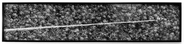  - Pedro Ruiz, entre la naturaleza y la música