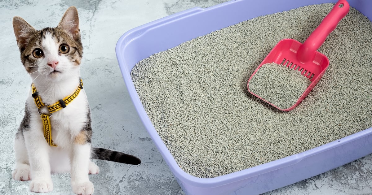 El outlet secreto de arena para gatos en Bogotá; le hacen domicilio gratis
