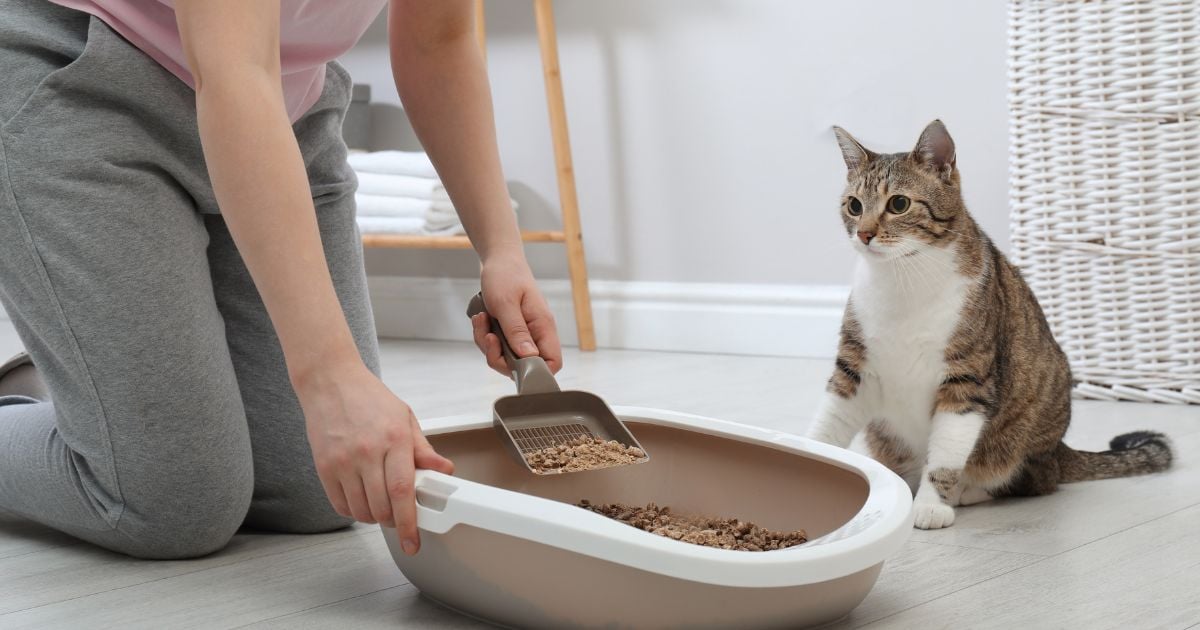 Este es el mejor lugar para poner el arenero de su gato; evitará malos olores en su casa