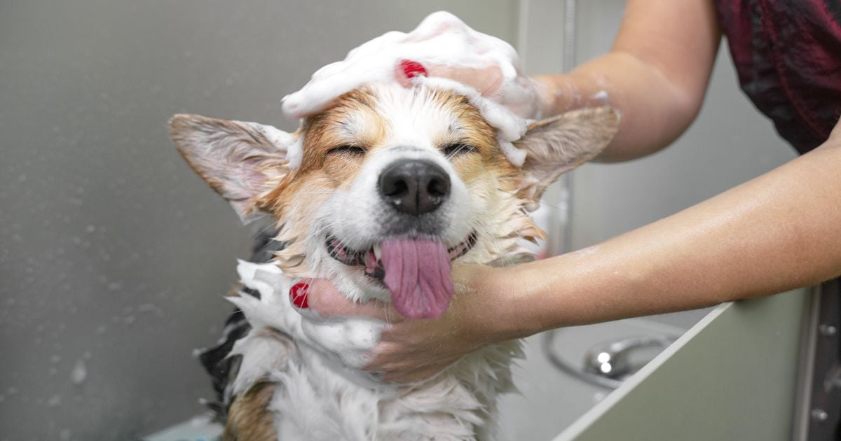 ¿Cada cuánto tiempo debe bañar a un perro? Esto dicen los expertos