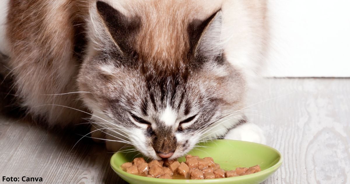 El aditivo de la comida para gatos que puede causarles cáncer; veterinarios lo advierten