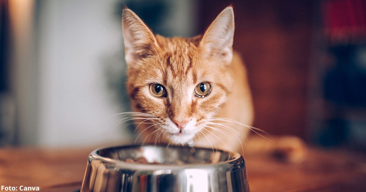 Esta es la razón por la que los gatos le piden comida aún cuando su plato está lleno