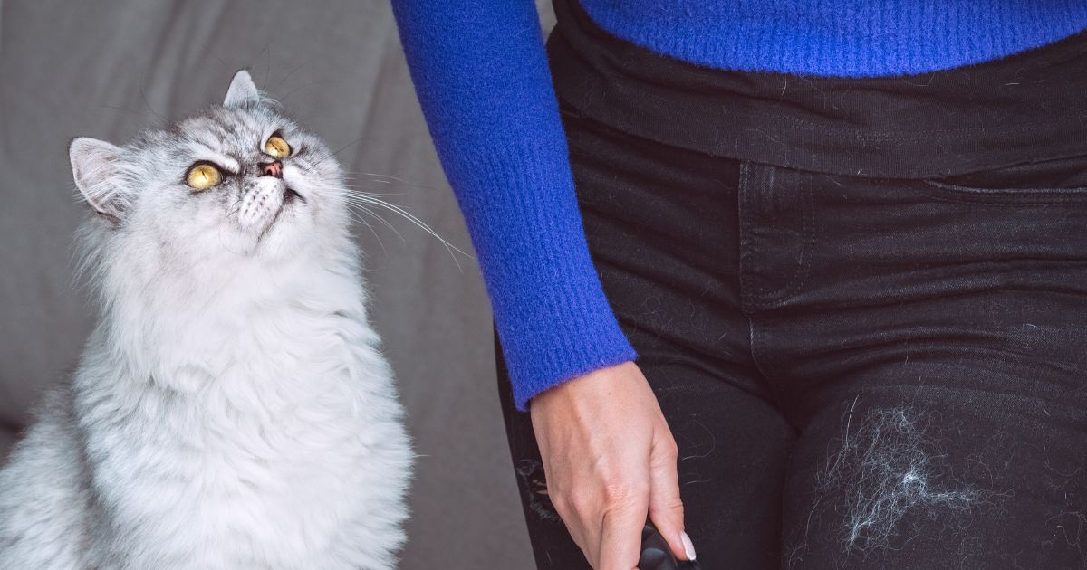 El truco infalible para quitar los pelos de sus mascotas de la ropa gastando poco