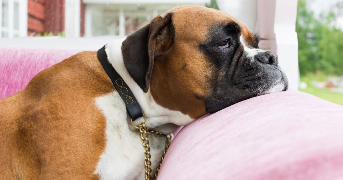 Estas son las cuatro señales de que su perro se aburre en casa; así puede entretenerlo
