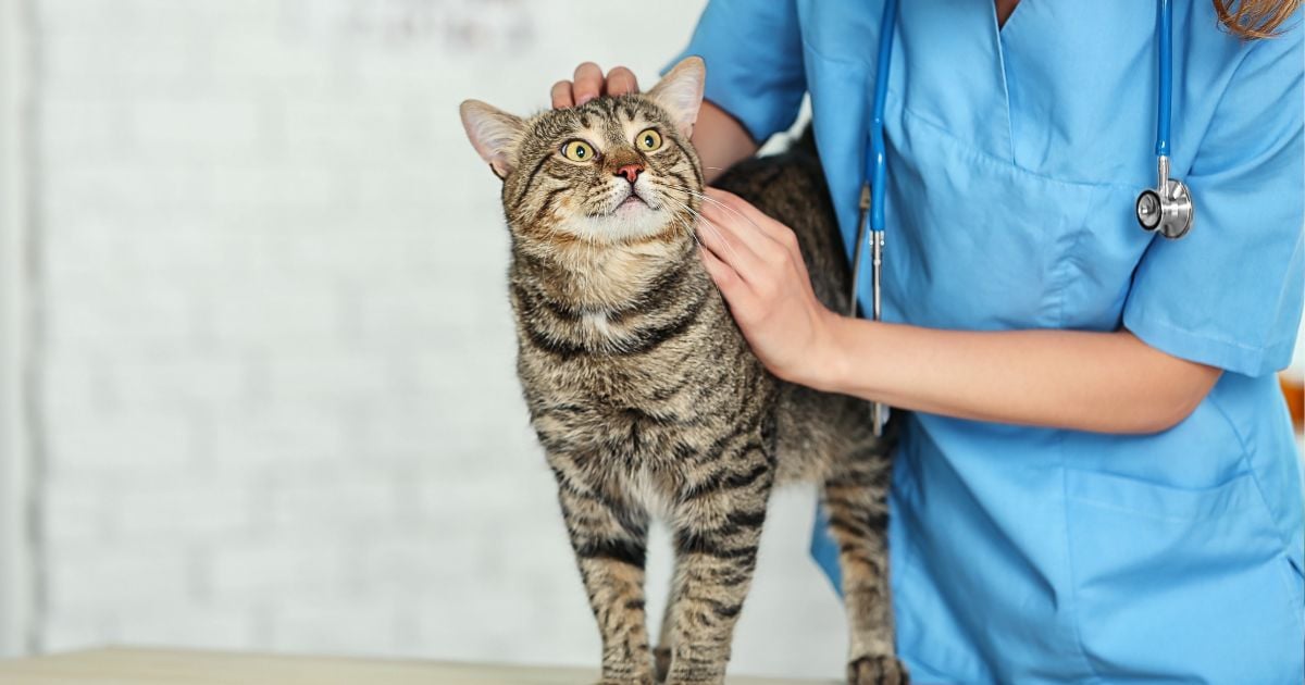 ¿Veterinario a domicilio? El nuevo servicio que se está popularizando en Bogotá