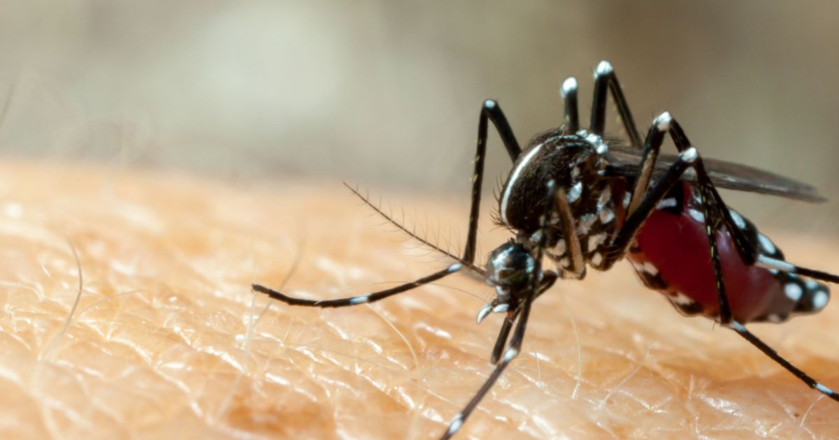 Cuide a los niños del dengue durante las vacaciones