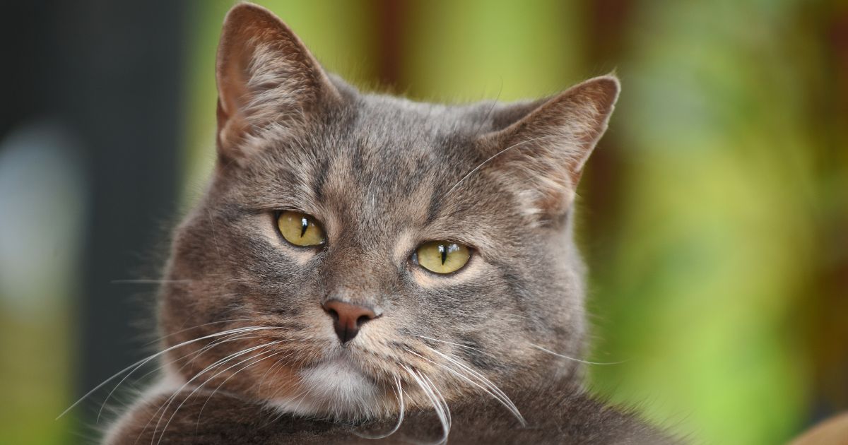 La táctica para calcular la edad de sus gatos y saber cuántos 