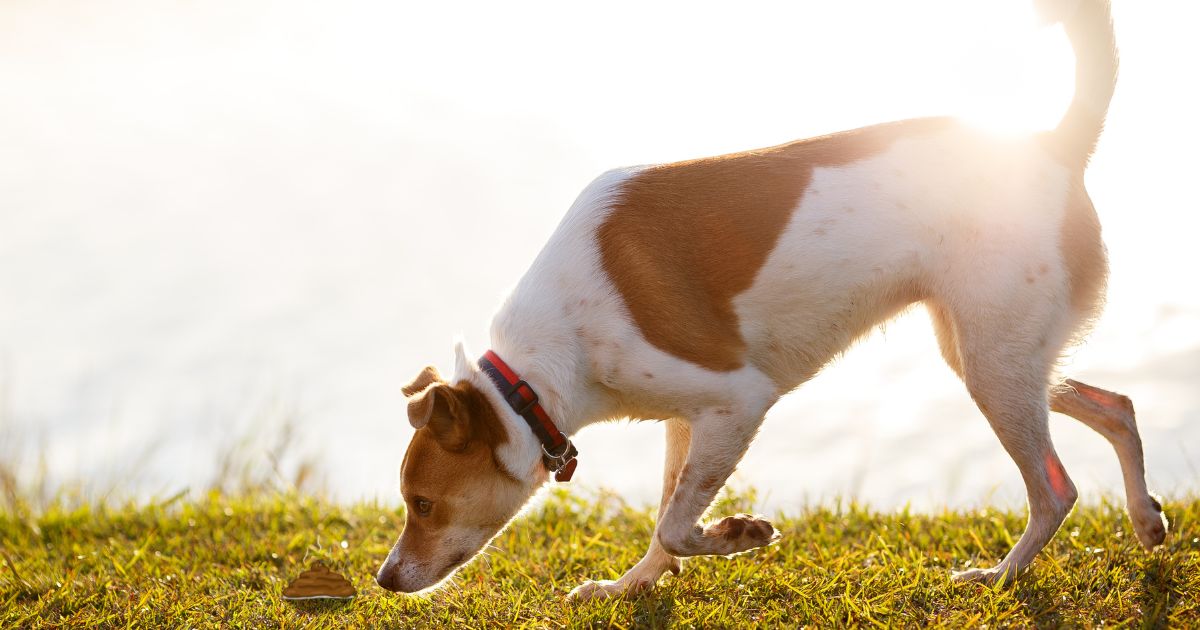 ¿Su perro se come sus propias heces? Esta es la solución natural para que deje de hacerlo