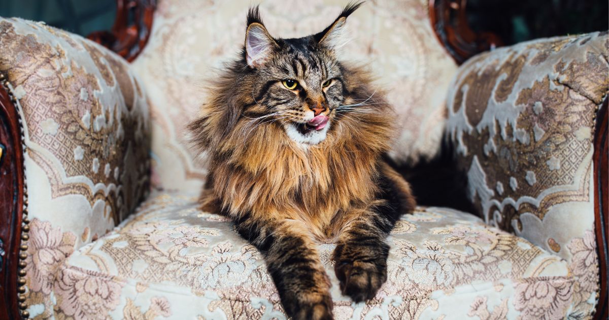 Esto es todo lo que debe saber sobre la raza de gato más grande del mundo: el Maine Coon