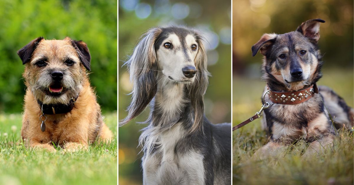 Las 5 razas de perro que un veterinario recomienda tener en casa; son muy cariñosos 