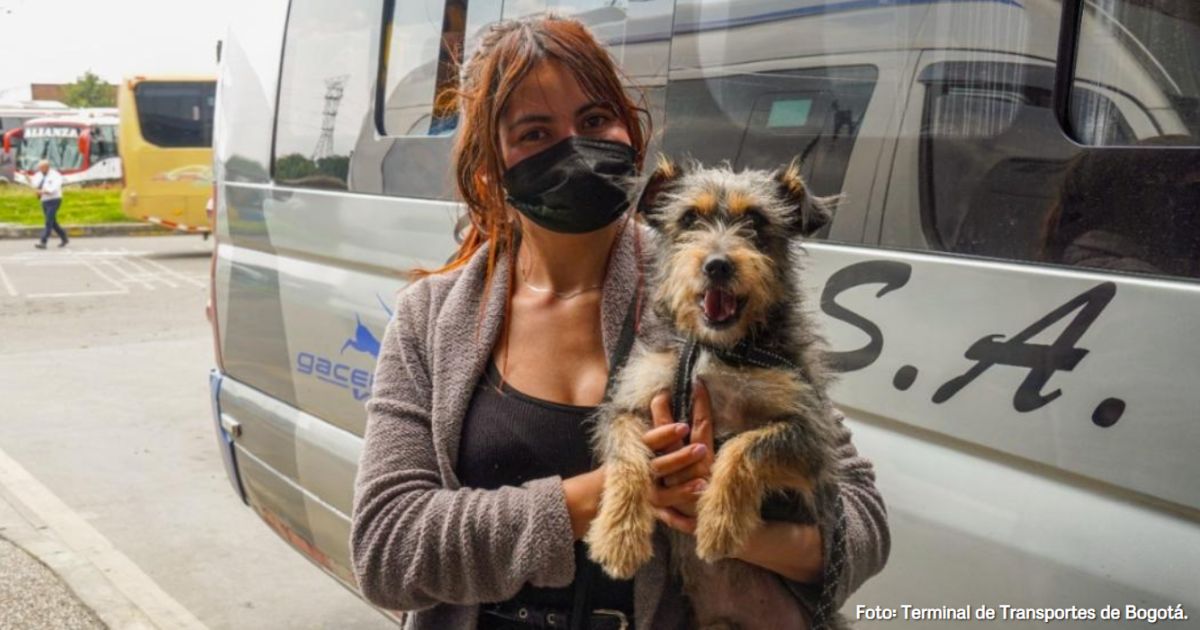 Cuáles son los requisitos que se deben cumplir si se quiere viajar con mascotas en flota
