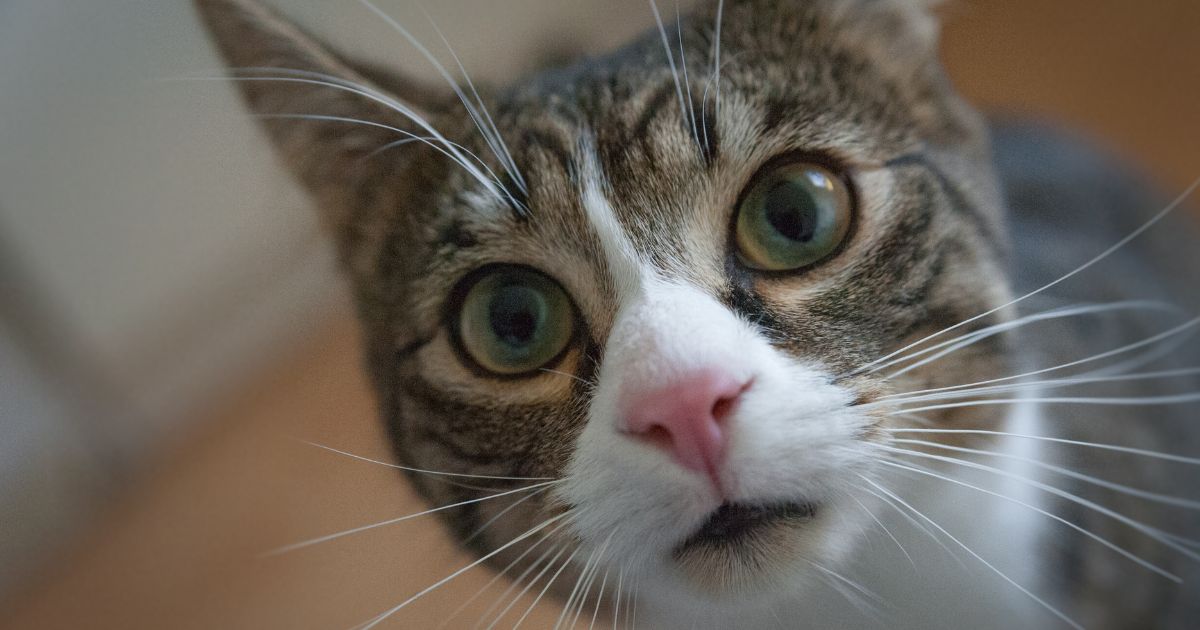 Estas son las cosas que los gatos pueden ver pero los humanos no ¿Algo paranormal?